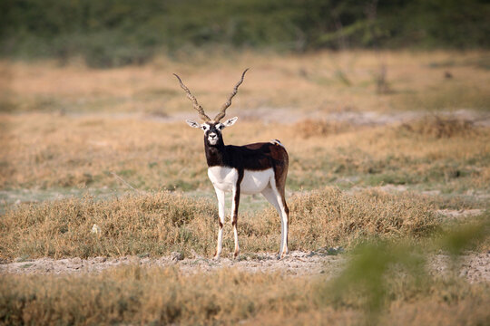 Endangered species Blackbuck in Bishnoi village forest reserve area. Beautiful male and female blackbuck captured with all movement in natural habitat. Rare animal portrait. Beautiful wall mounting.