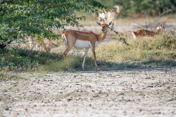Endangered species Blackbuck in Bishnoi village forest reserve area. Beautiful male and female blackbuck captured with all movement in natural habitat. Rare animal portrait. Beautiful wall mounting.