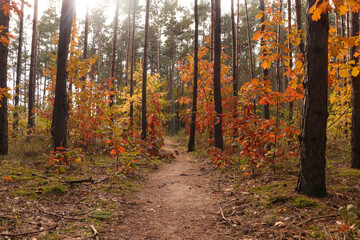 Trail and beautiful trees in forest. Autumn season