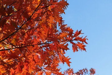 Beautiful trees with autumn leaves against sky on sunny day, low angle view