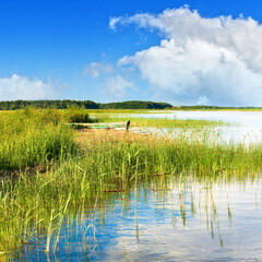 Summer rushy lake