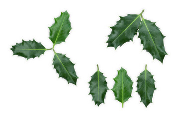 Green ilex leaf isolated on white background.