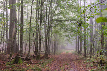 Misty morning in autumnal forest