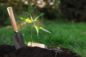 Seedling growing in fresh soil and gardening tools outdoors. Planting tree