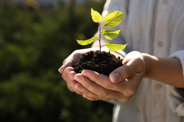 Woman holding soil with young green seedling outdoors, closeup. Planting tree