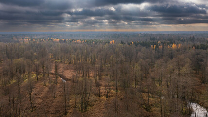 Polish part of Bialowieza Forest to south