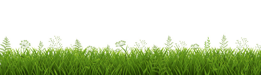 Obraz premium green grass isolated on white