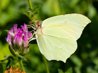 butterfly on a flower