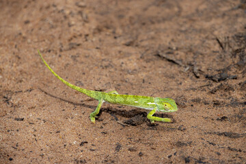 Green Chameleon