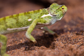 chameleon on a branch