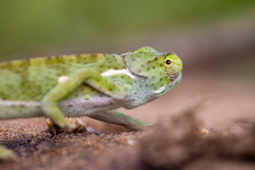 Green Lizard
