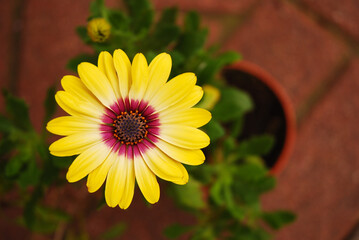 Osteospermum Cape Daisy Zanzibar Sunlight Purple Ring. Yellow African daisy with a purple center in a flowerpot. Flower known as daisybushes.