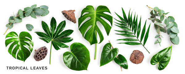 Tropical green leaves set on white background.