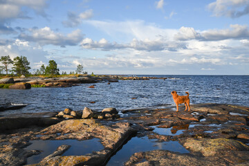 The White Sea at the end of summer.