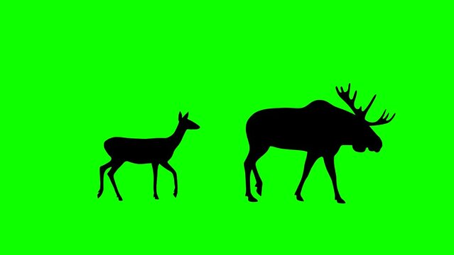 Walking moose and roe deer, animation on the green background (seamless loop)