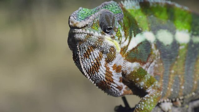 Frontal portrait of chameleon stands on branch and looks around on sunny day. Panther chameleon (Furcifer pardalis)
