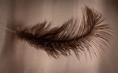Feather
