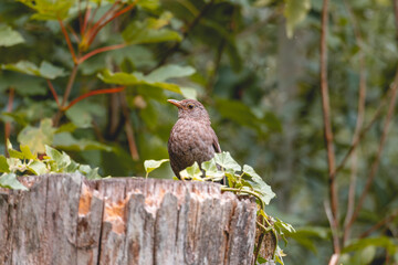 Female blackbird on a tree stump
