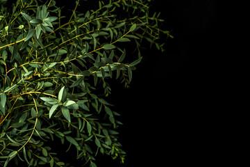 Branch of eucalyptus parvifolia on a black background.