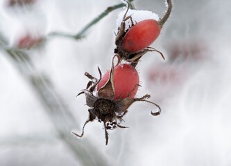 Frosty frost on red rosehip berries, blurred background