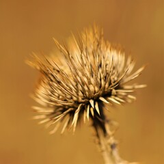 Sharp thorn plant growing in sunny brown field. Macro image