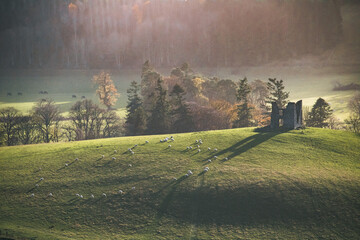Castle ruin in a field of sheep.