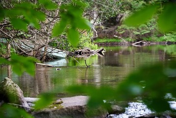 beautiful view of the forest in Wisconsin
