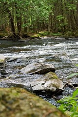 beautiful view of the forest in Wisconsin