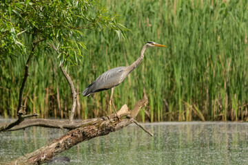 Grey heron - Ardea cinerea perched over water  with green reed in background. Photo from Milicz Ponds in Poland.