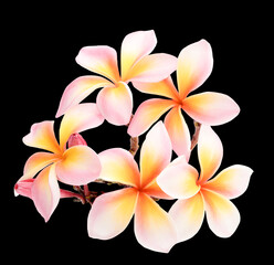 Obraz na płótnie Canvas pink Plumeria, frangipani flowers on back background..
