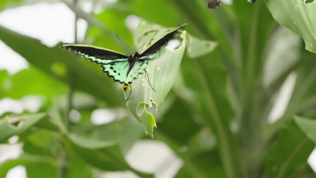 a slow motion shot of a male cairns birdwing butterfly flying off from a leaf at kuranda in north qld, australia