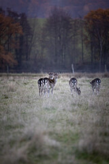 A herd of fallow deer on a field in Germany in autumn