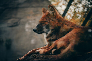 Auf einem Felsen liegender Asiatischer Rothund (Cuon alpinus), Portrait