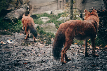 Zwei Asiatische Rothunde (Cuon alpinus) in Rückansicht