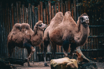 Trampeltier (Camelus ferus) mit Jungtier in einem Gehege