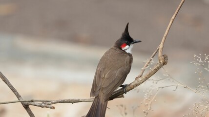 Selective focus shot of a Red-whiskered bulbul perched on a tree branch