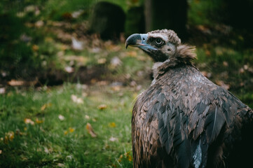 Mönchsgeier (Aegypius monachus), Porträt