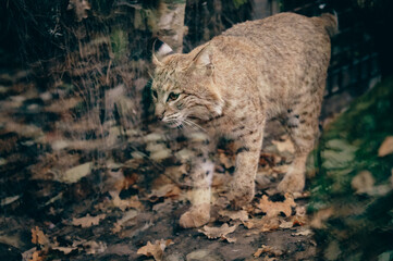 Tierportrait - Eurasischer Luchs (Lynx lynx) in einem Gehege im Herbst