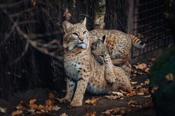 Tierportrait - Eurasischer Luchs (Lynx lynx) mit schmusendem Jungtier in einem Gehege im Herbst
