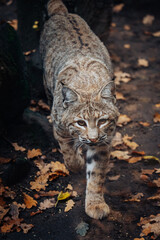 Tierportrait - Eurasischer Luchs (Lynx lynx) in einem Gehege im Herbst