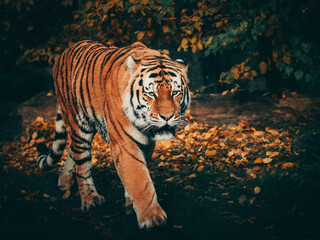 Fototapeta na wymiar Portrait eines durch das Herbstlaub laufenden Sibirischen Tigers (Panthera tigris altaica) im moody forrest look