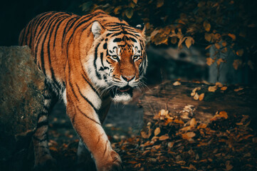 Portrait eines durch das Herbstlaub laufenden Sibirischen Tigers (Panthera tigris altaica) im moody forrest look