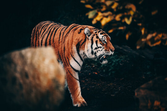 Portrait eines durch das Herbstlaub laufenden Sibirischen Tigers (Panthera tigris altaica) im moody forrest look