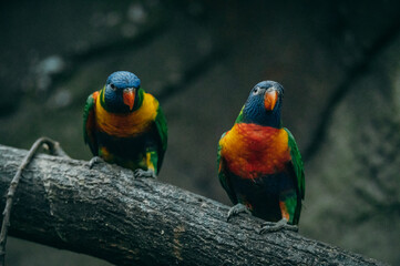 Regenbogenlori Pärchen (Trichoglossus moluccanus) auf einem Zweig