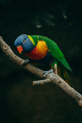 Regenbogenlori (Trichoglossus moluccanus) auf einem Zweig