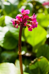 pink and white flowers