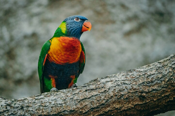 Portrait eines Regenbogenlori (Trichoglossus moluccanus) auf einem Zweig