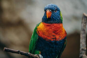 Portrait eines Regenbogenlori (Trichoglossus moluccanus) auf einem Zweig