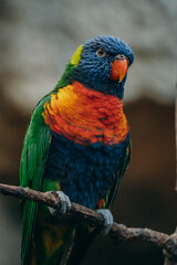 Portrait eines Regenbogenlori (Trichoglossus moluccanus) auf einem Zweig