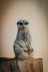 Erdmännchen (Suricata suricatta) in Wachstellung